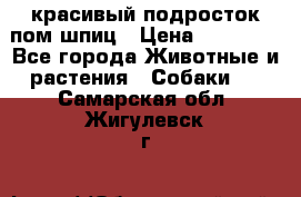 красивый подросток пом шпиц › Цена ­ 30 000 - Все города Животные и растения » Собаки   . Самарская обл.,Жигулевск г.